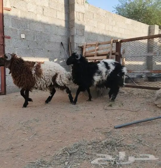 ذبايح نعيم للبيع 0