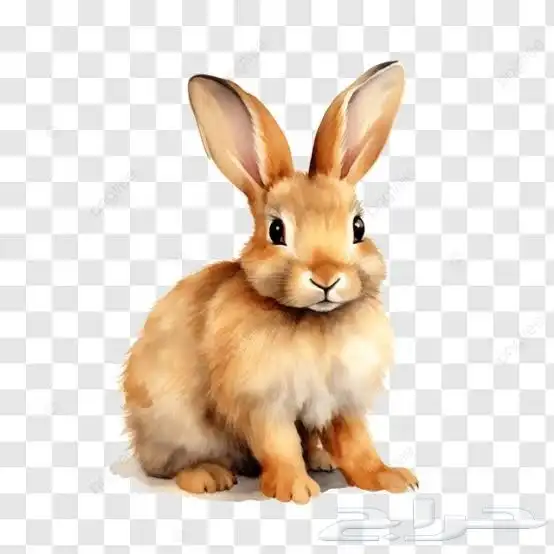 مطلوب ارنب انثى و عصافير للتبني 0