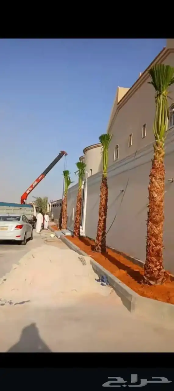 نخل واشنطني 0