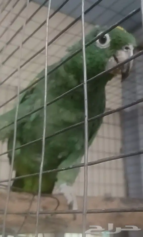 انثى ميلي امزون او فرناسه 1