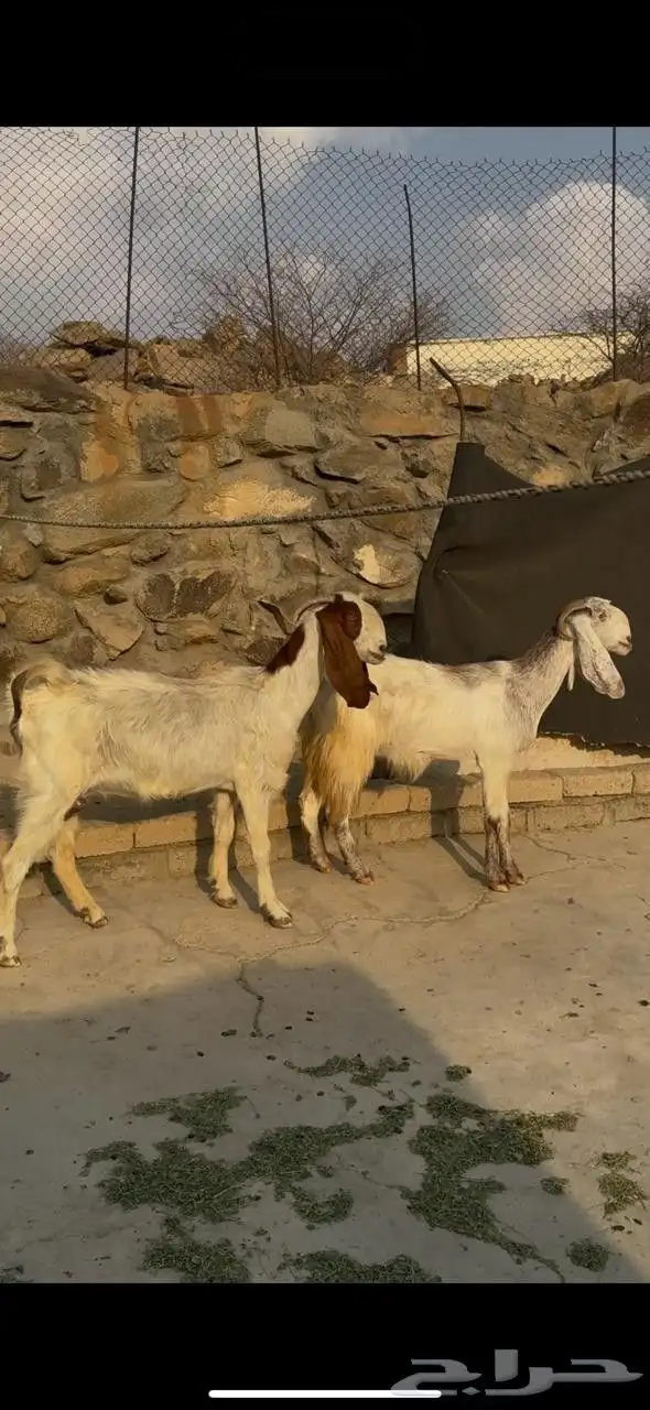 معزا مهجنات 3