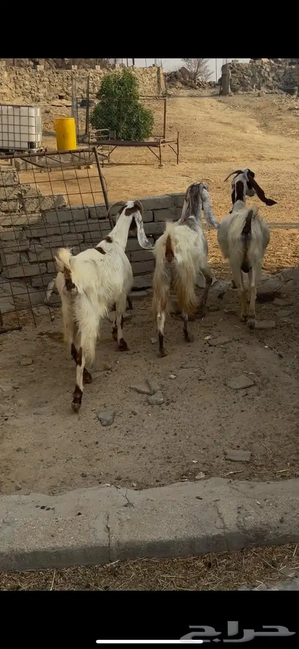 معزا مهجنات 4