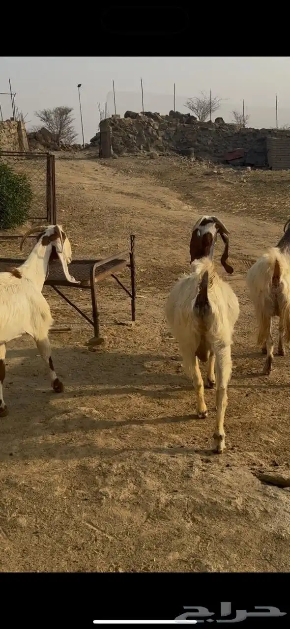 معزا مهجنات 1