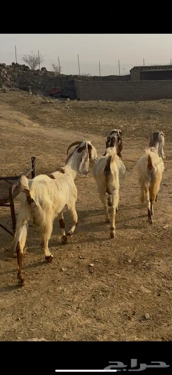 معزا مهجنات 0