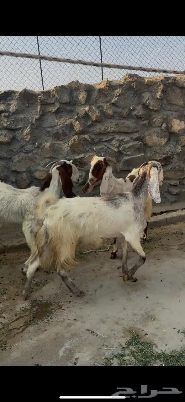 معزا مهجنات 2