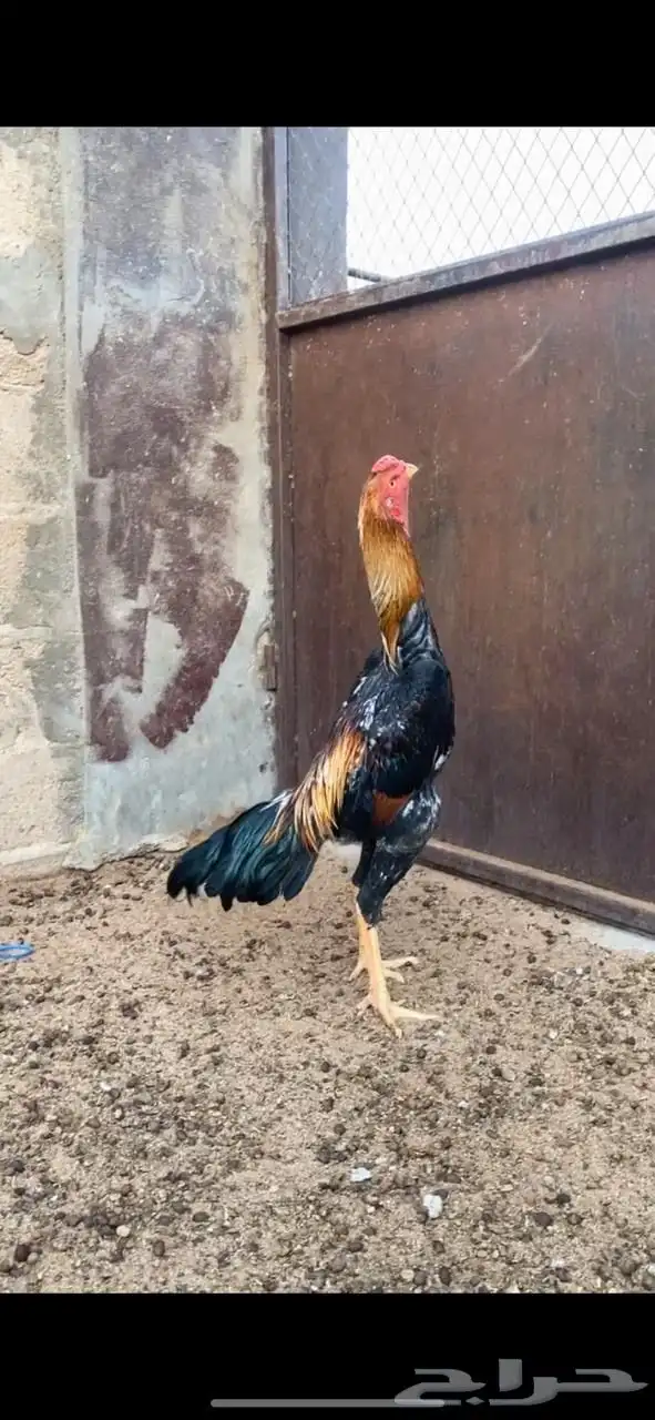 ديك شامو للبيع 1