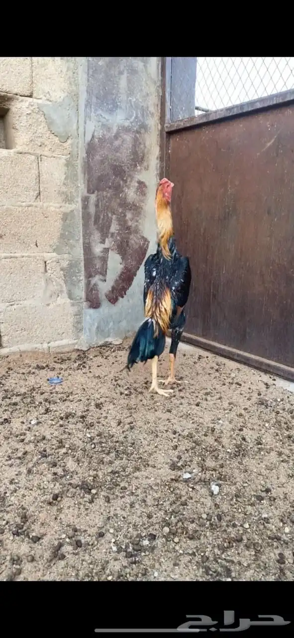 ديك شامو للبيع 0