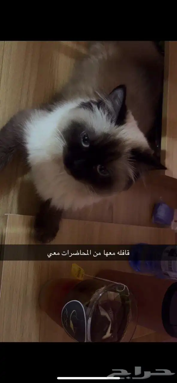 قطة انثى هملايا تزاوج 0