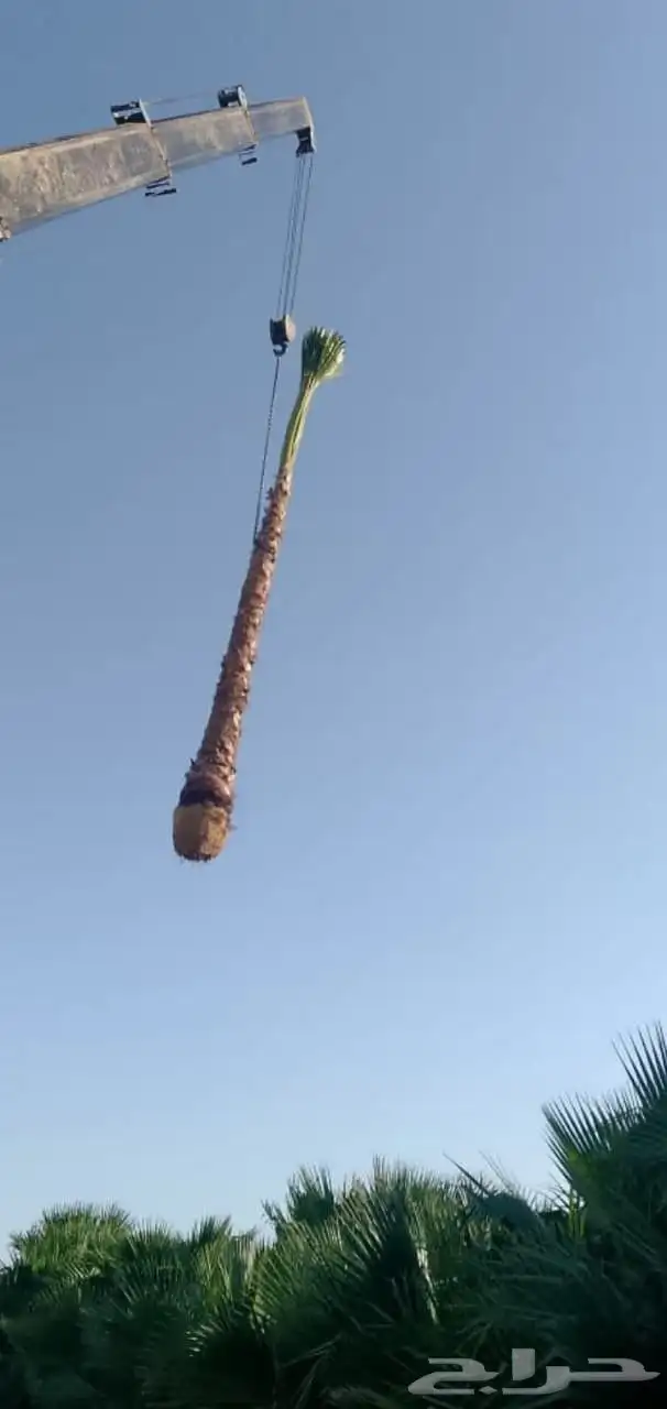 نخل واشنطني 2