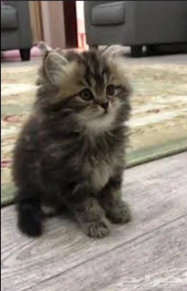 قطط كيتن شيرازي بيكي فيس للبيع 0
