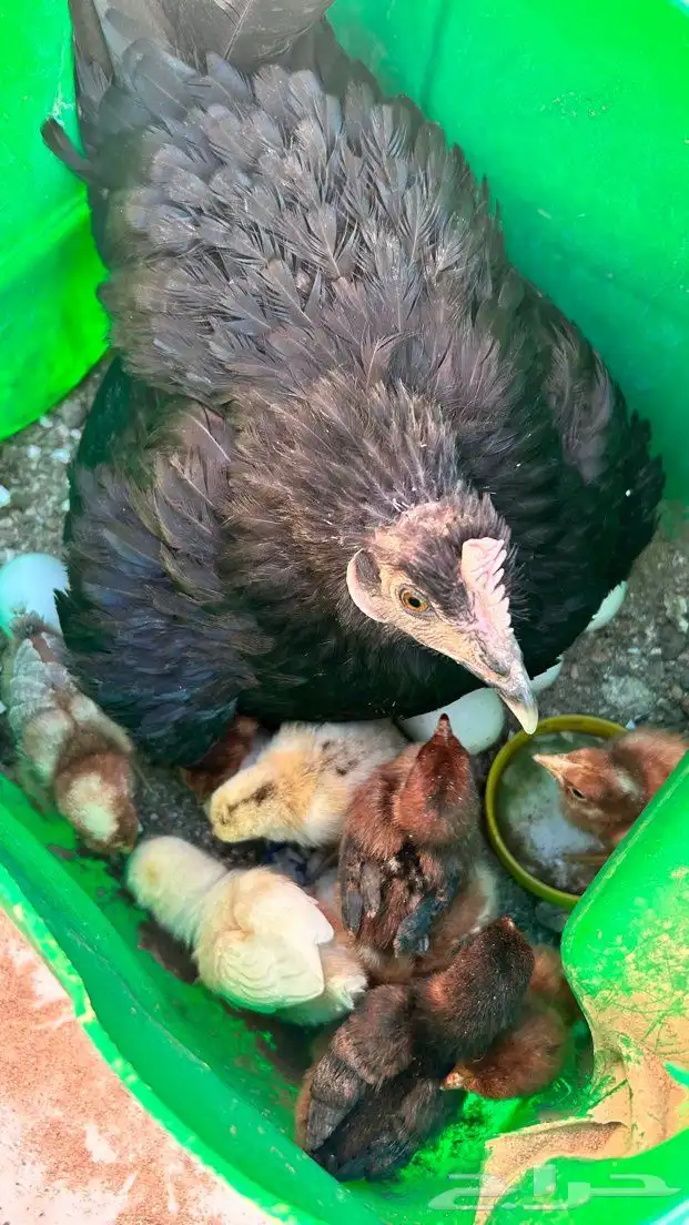 صيصان بلدي للبيع 0