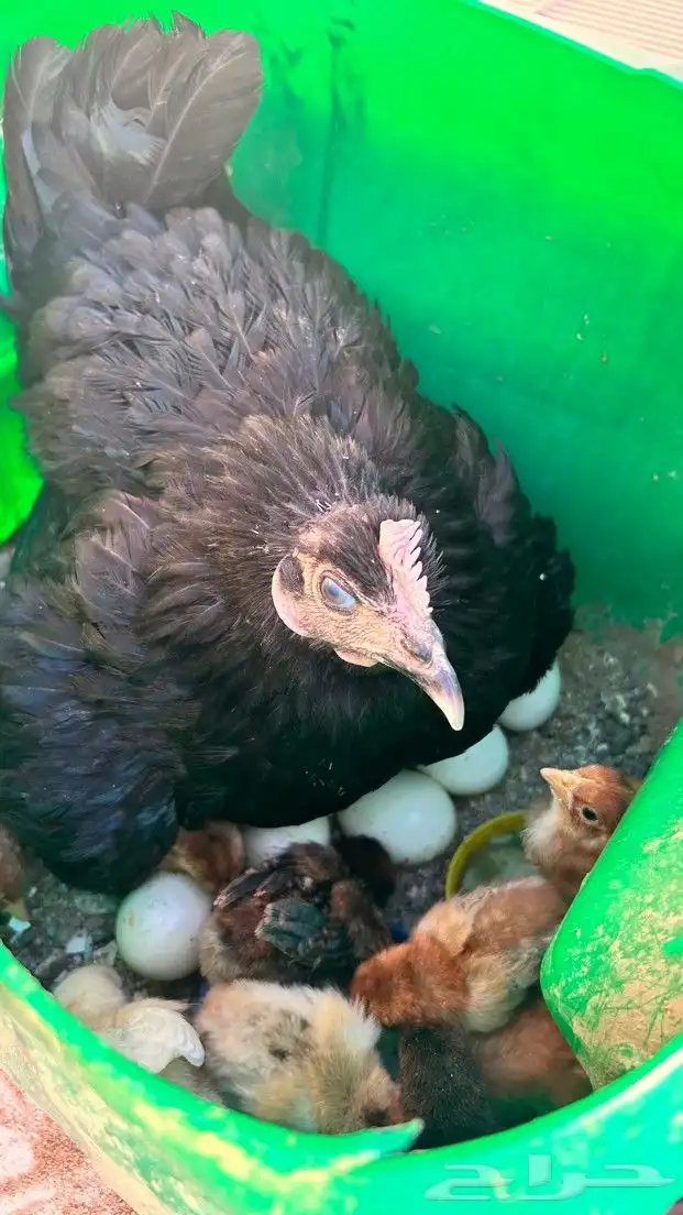 صيصان بلدي للبيع 1