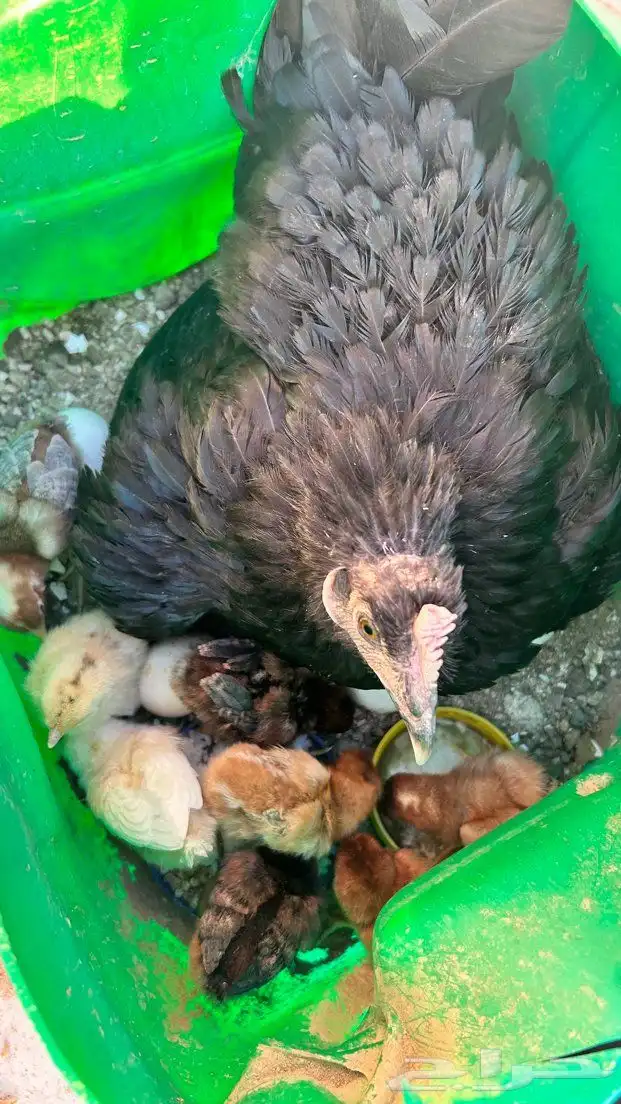 صيصان بلدي للبيع 2