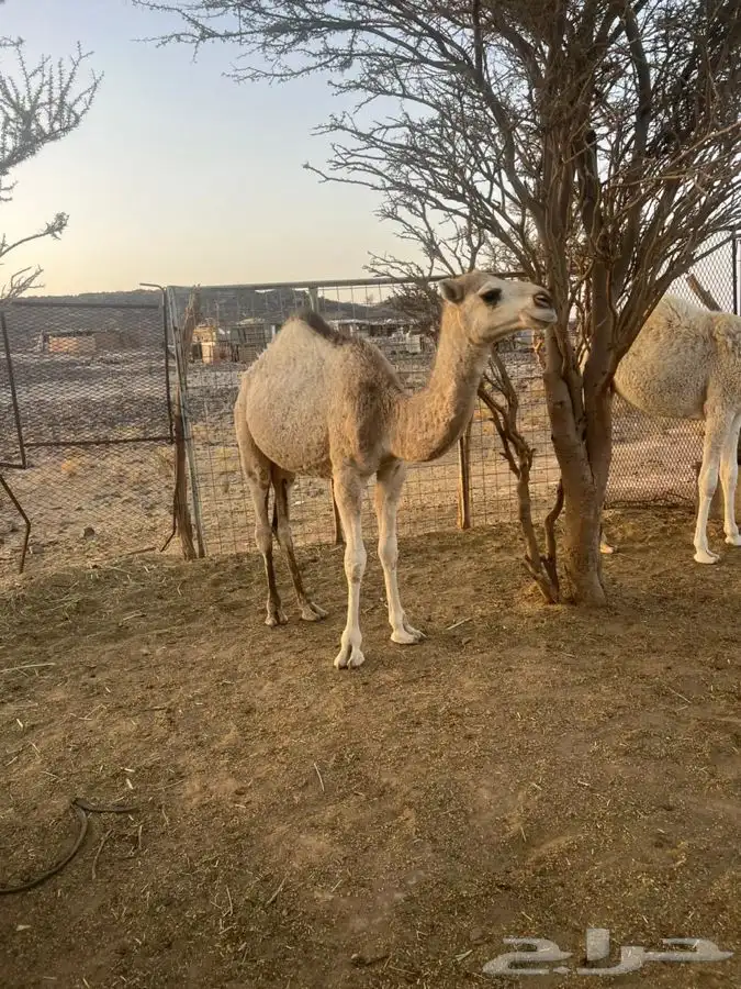 حاشي لبيع قعود 0