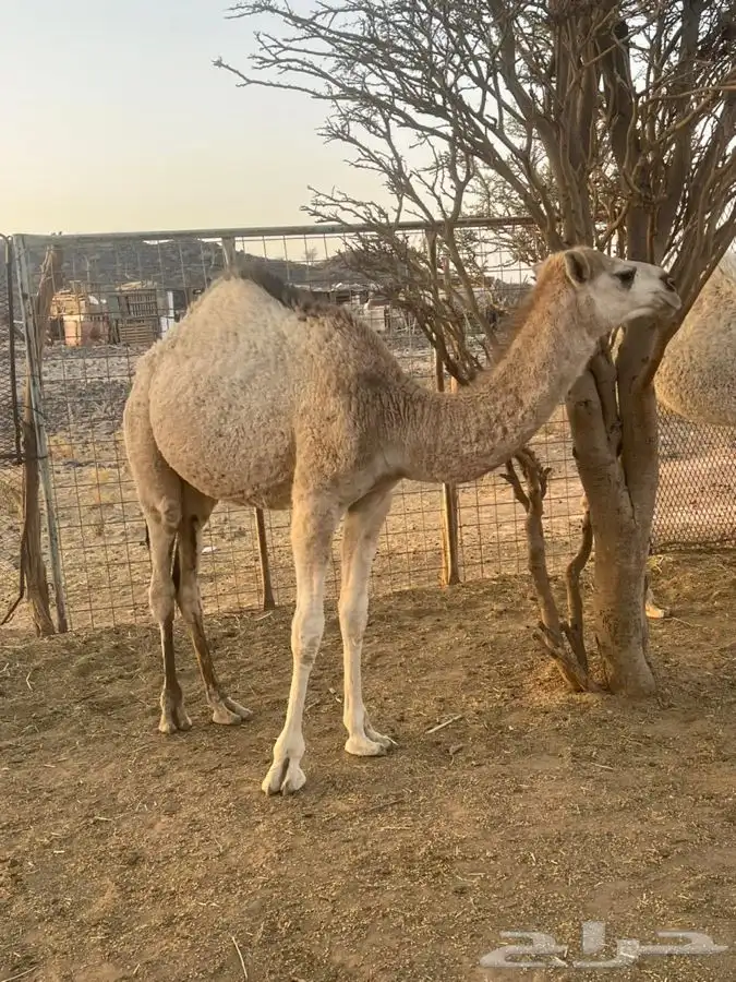 حاشي لبيع قعود 1