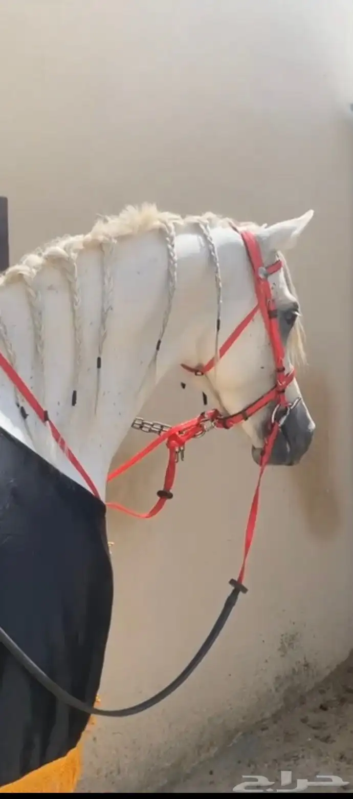 حصان شعبي شيخ. منوة القاني. سومه 6 لاف وفرق السوم نبيع 3