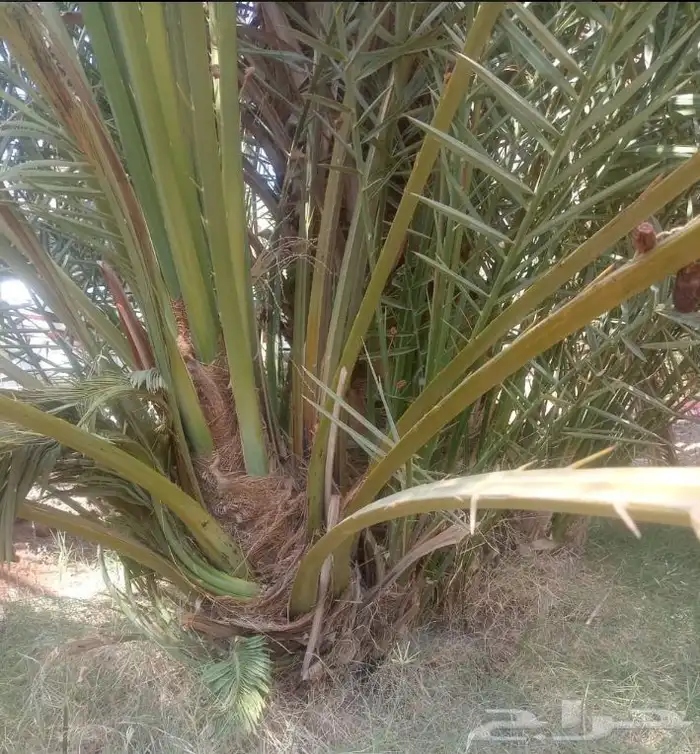 نخل للبيع 0