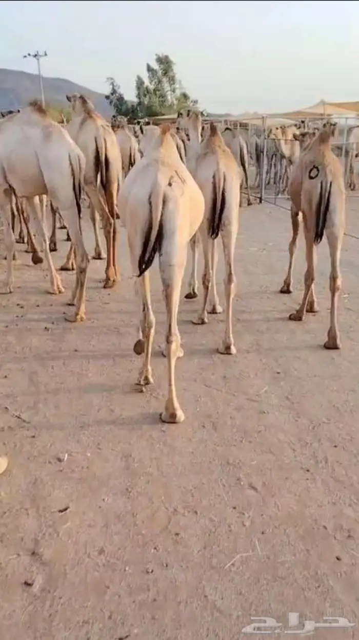 18 قعود للبيع 0