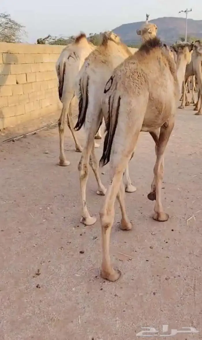 18 قعود للبيع 1