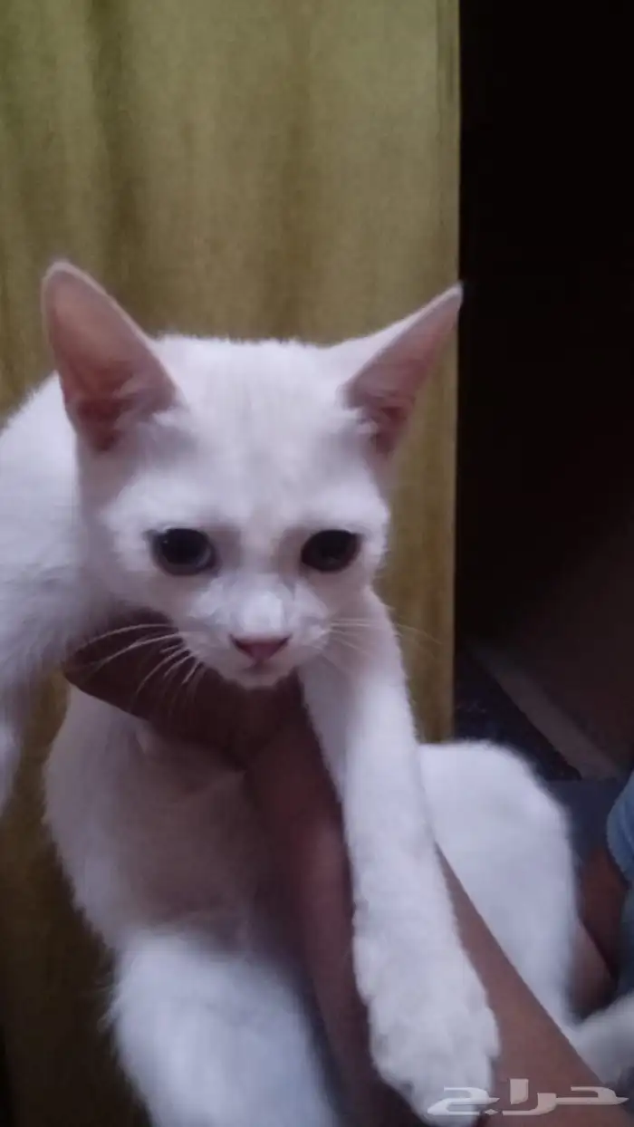 بسه أنثى عمرها خمسة أشهر 2