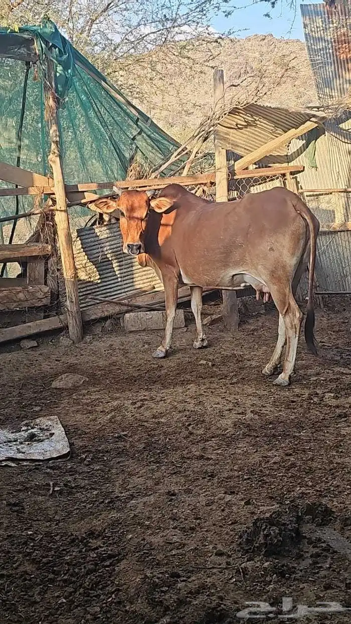 بقر للبيع 0