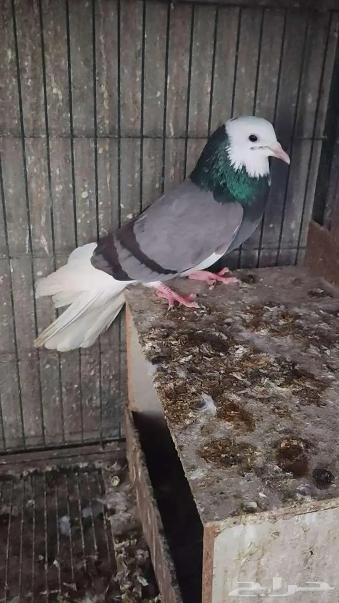 حمام الدونك 2