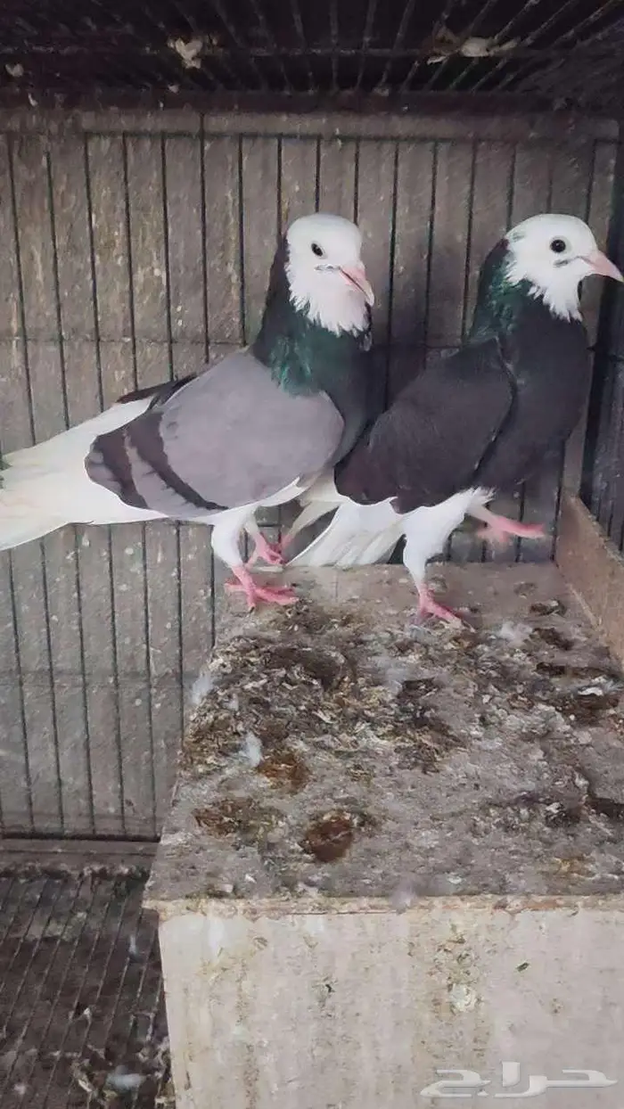 حمام الدونك 0