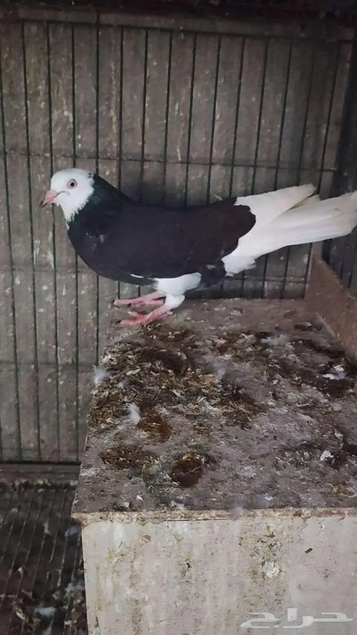 حمام الدونك 1