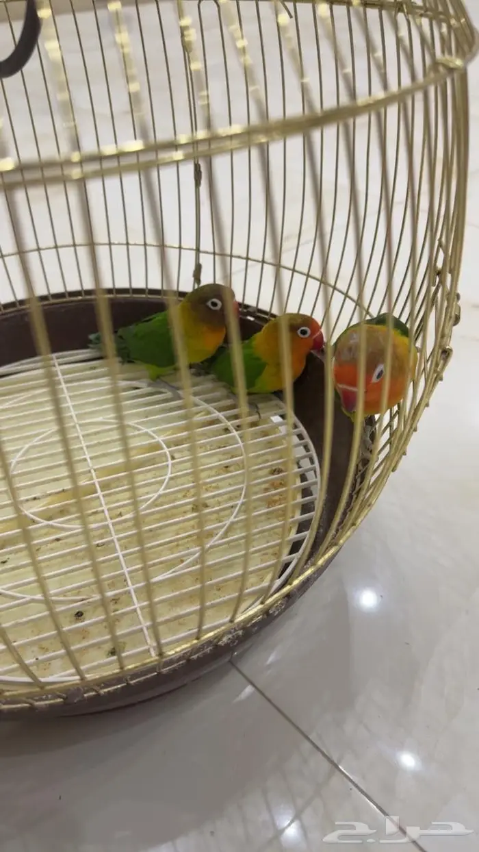 3 طيور روز فيشر للبيع 0