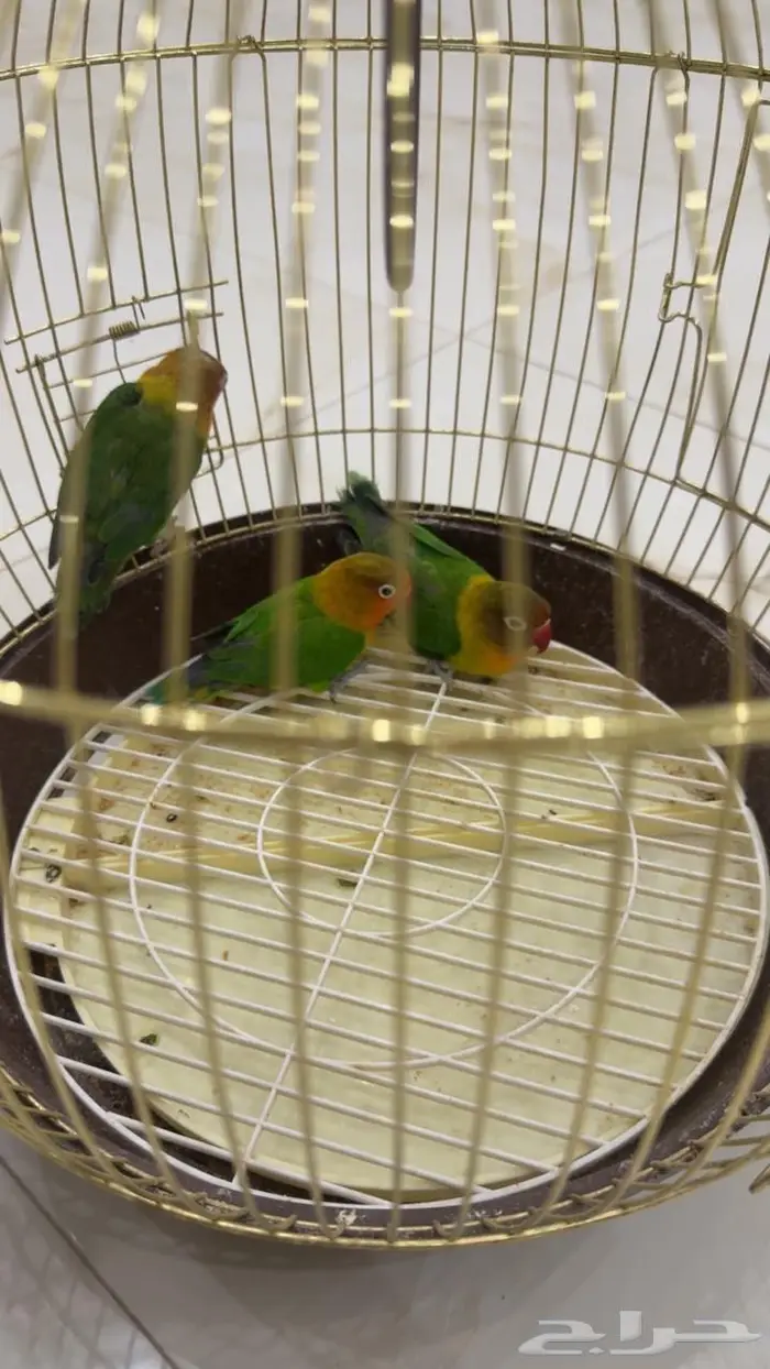 3 طيور روز فيشر للبيع 1