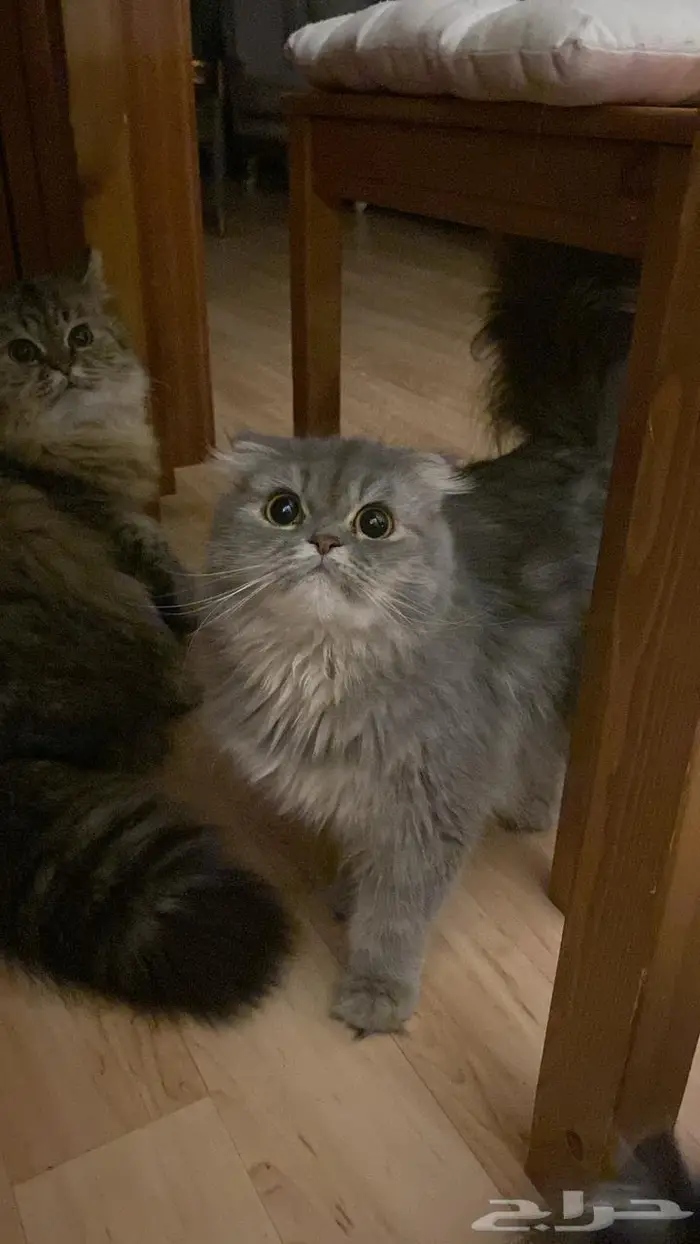 تم التبني قطه سكوتش شيرازيه 0