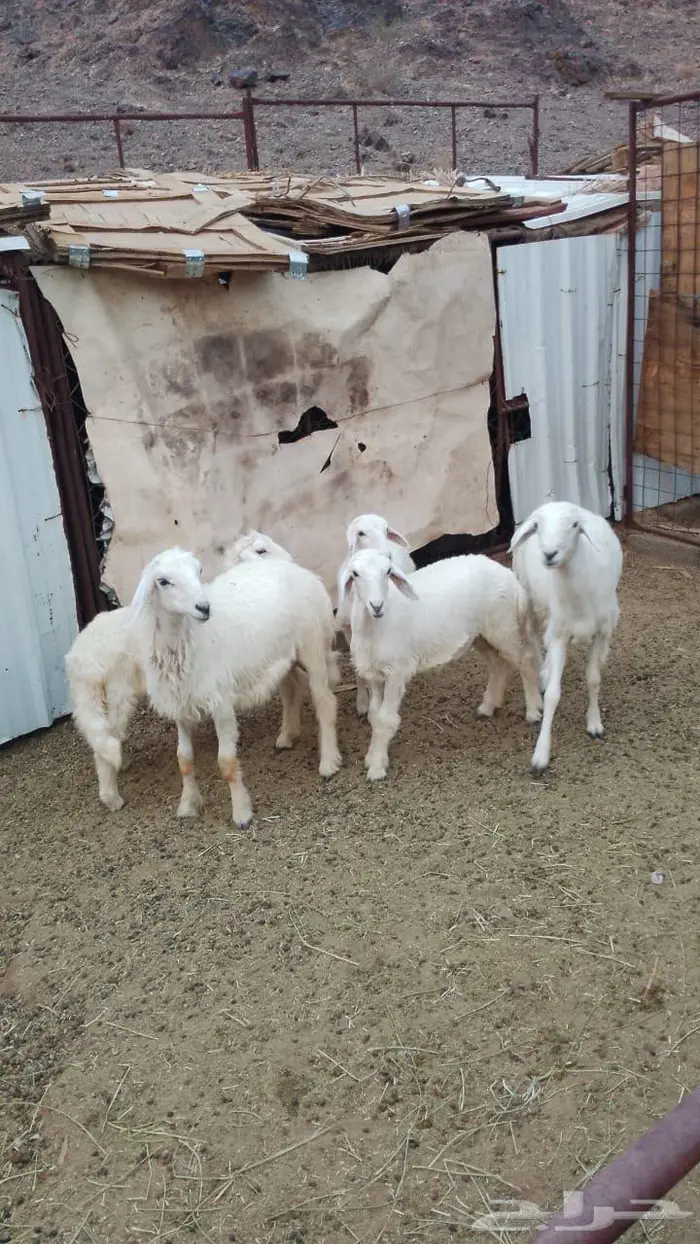 غنم حريه بريه 1