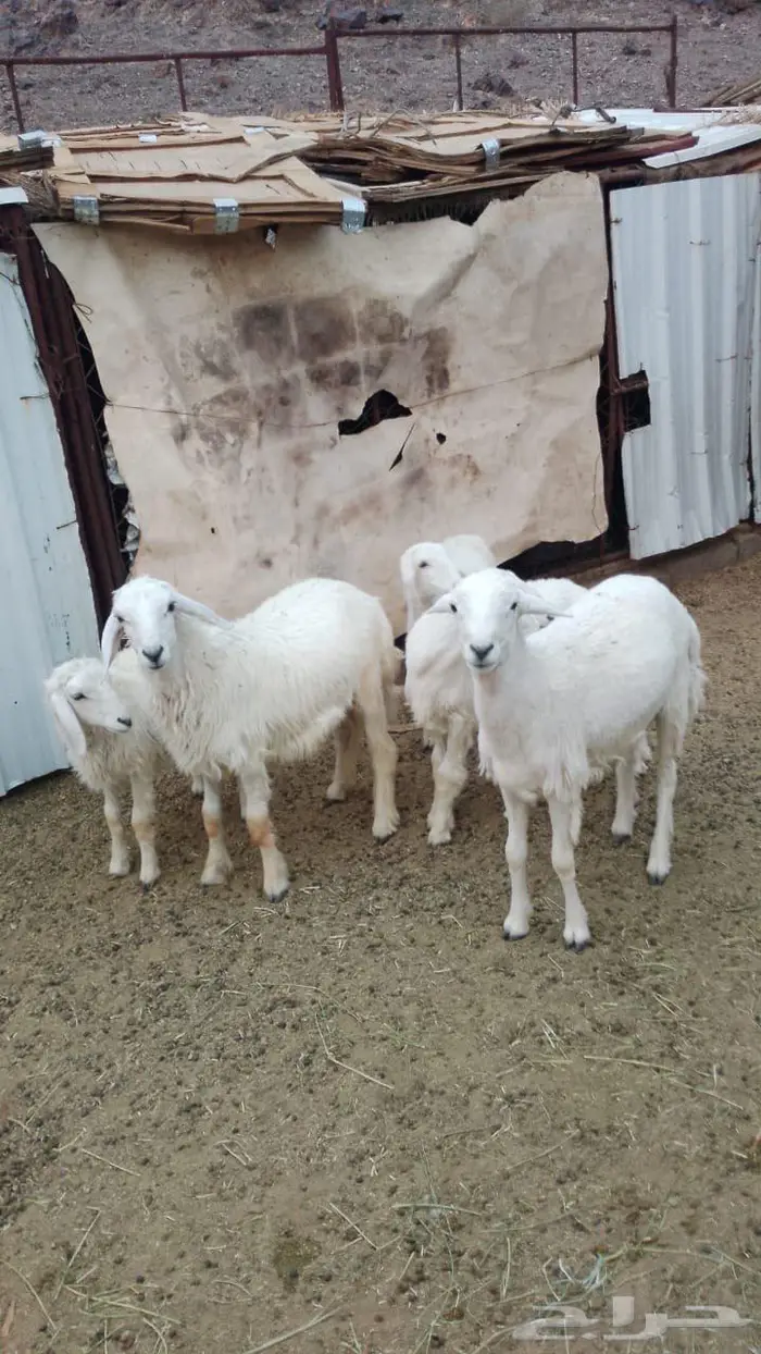 غنم حريه بريه 0