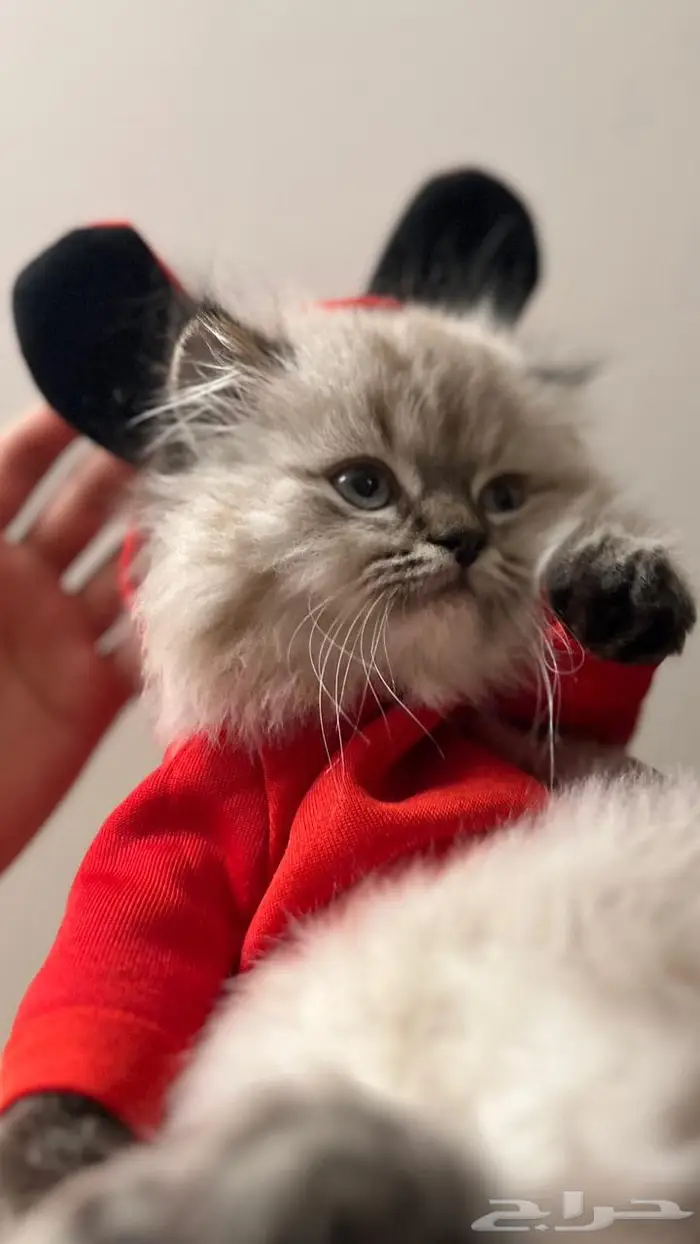 قط ذكر جميل للتزاوج بسعر 200 2