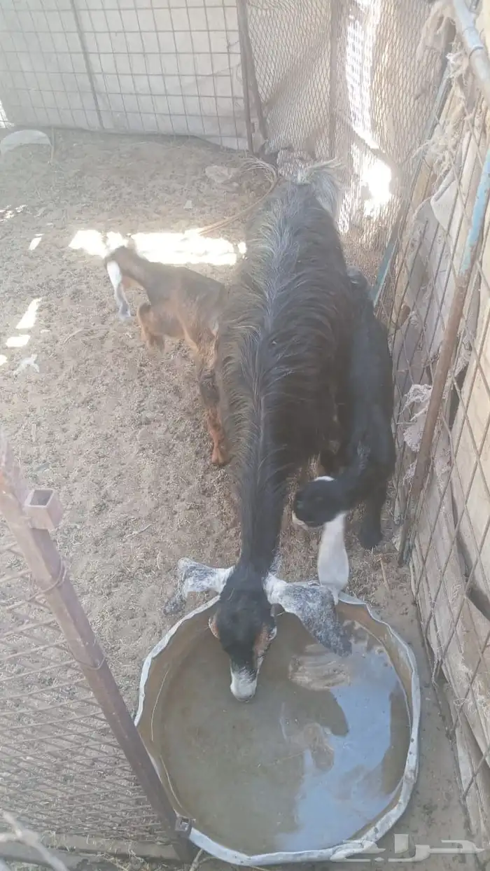 عنز خلفه تحتها اثنين قارح سنونها فيها 0