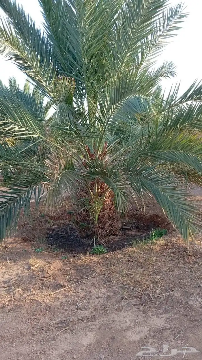 نخل مثمر نخل القصيم ونانه جثايث سكري برحي خلاص مجدول صقعي 5
