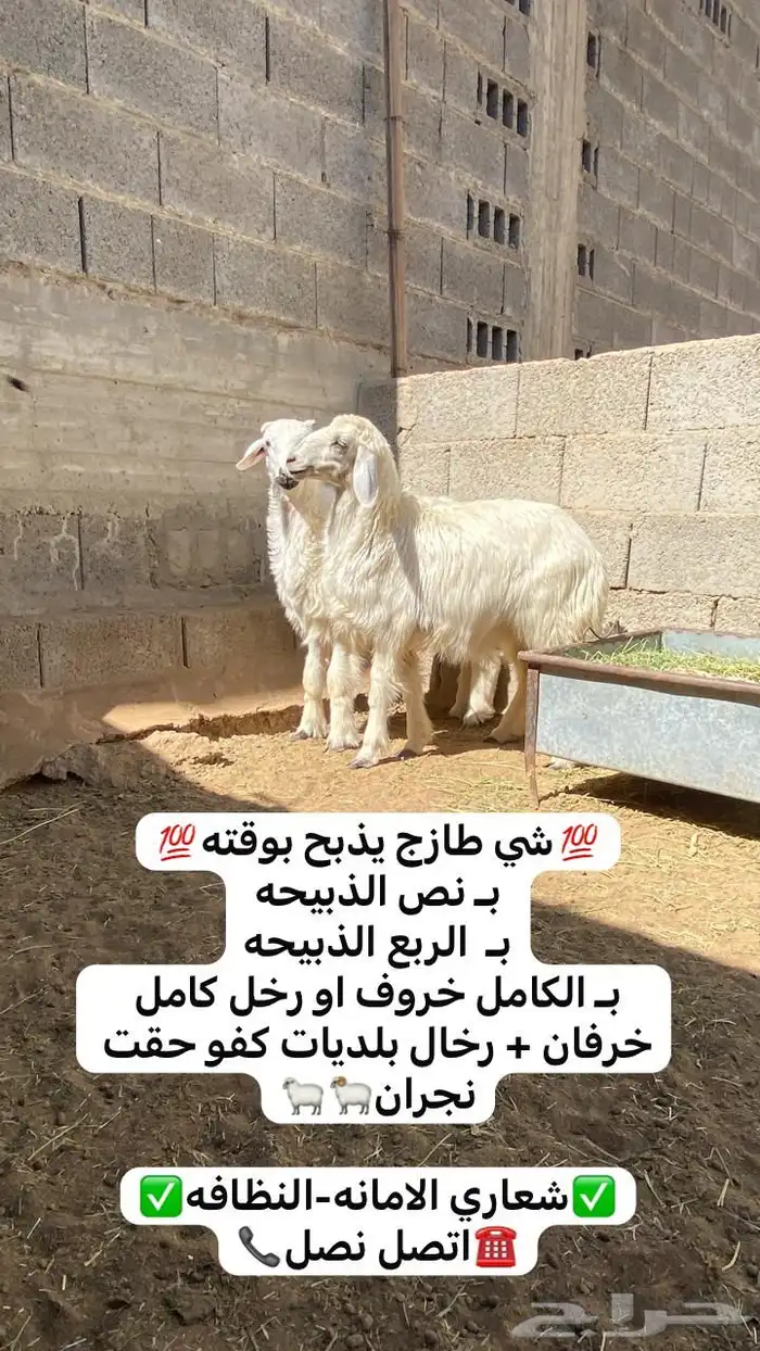 رخل وخروف بلدي 0