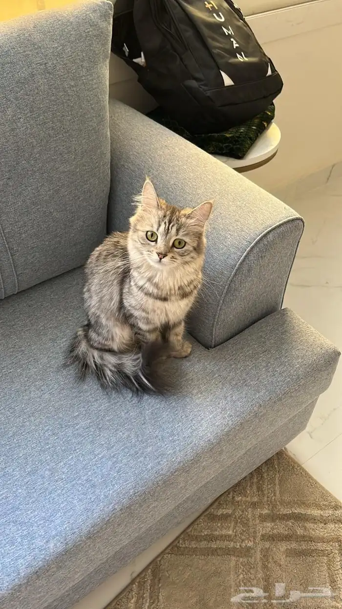 قطه للتزاوج 0