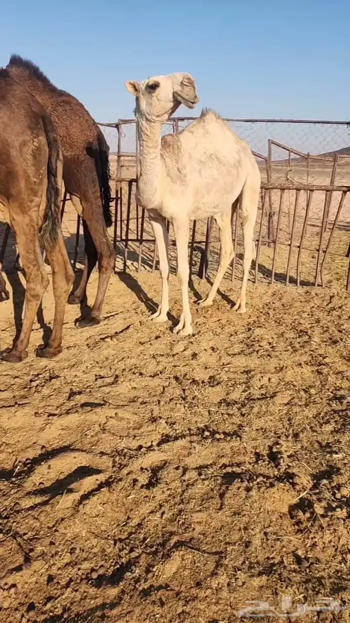 للبيع 3 بكار كفو 3