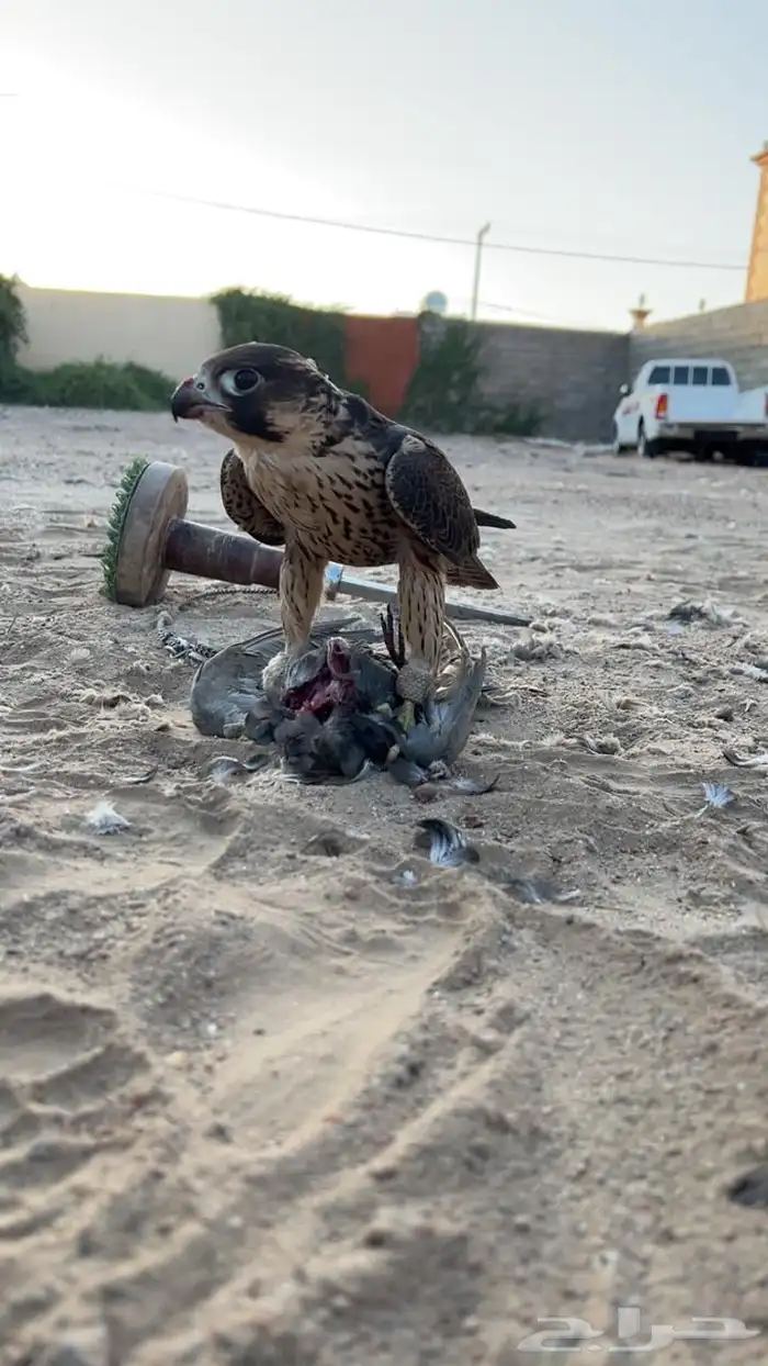 شاهين جبلي 1