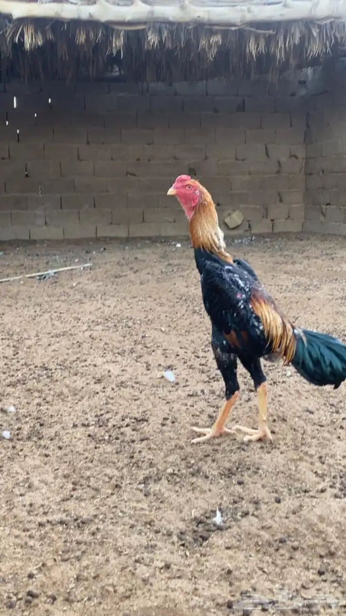 ديك شامو للبيع 2