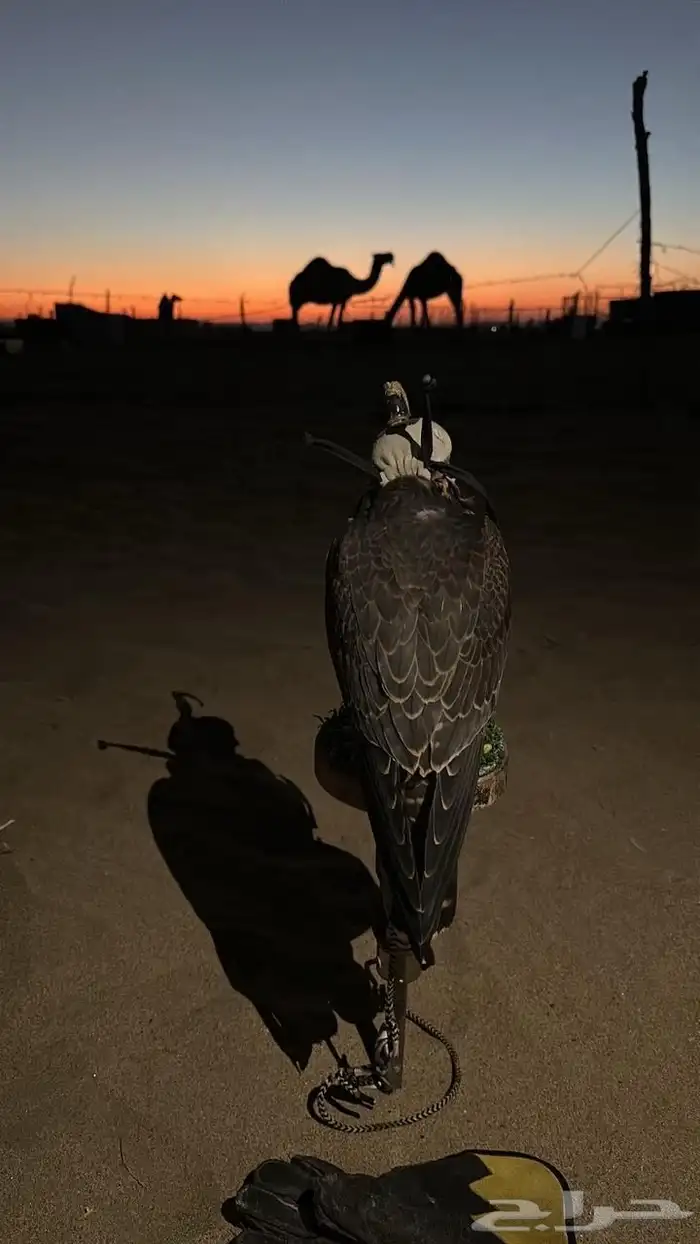 شاهين جبلي 0