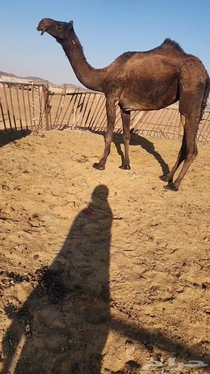 للبيع 3 بكار كفو 0