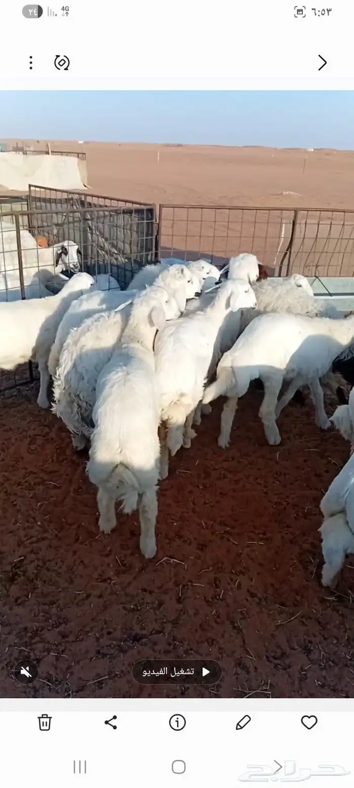 بهم حري للبيع 0