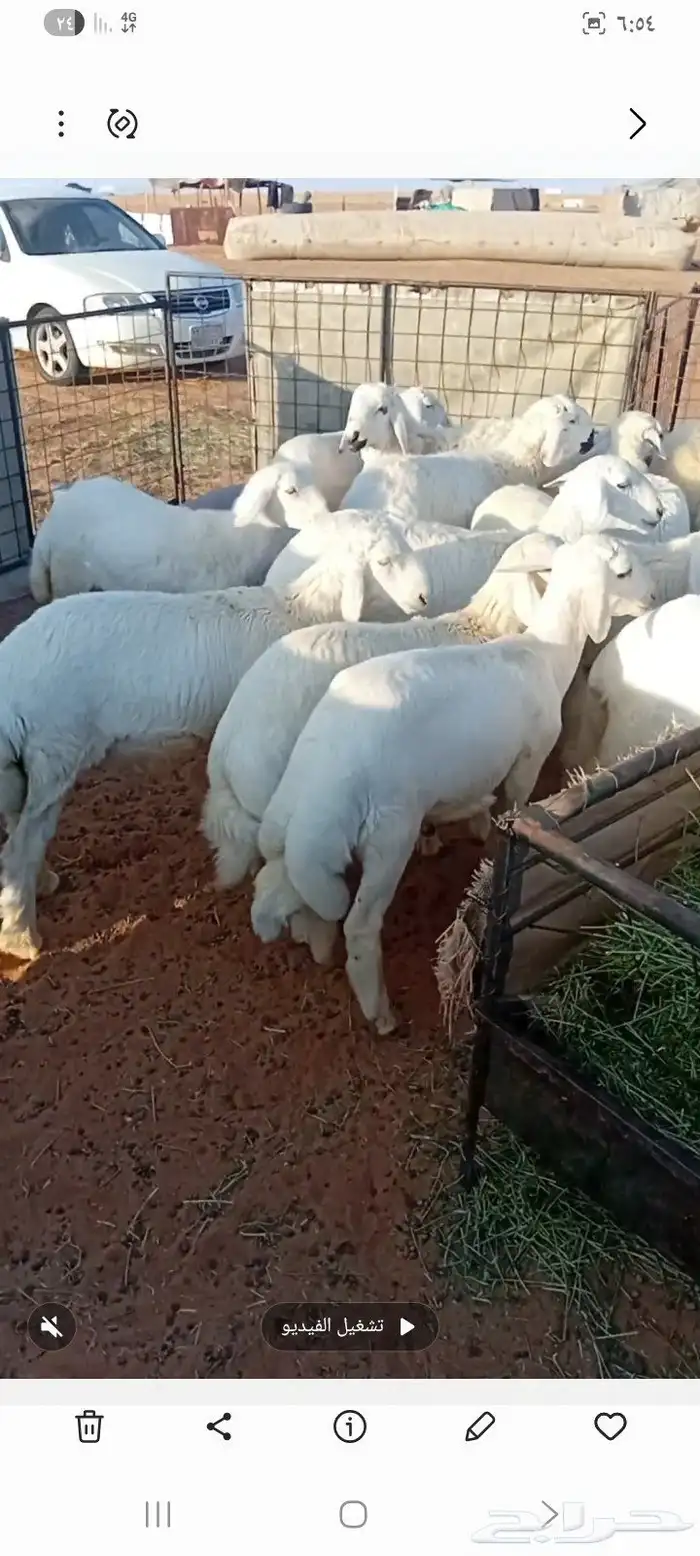 بهم حري للبيع 1