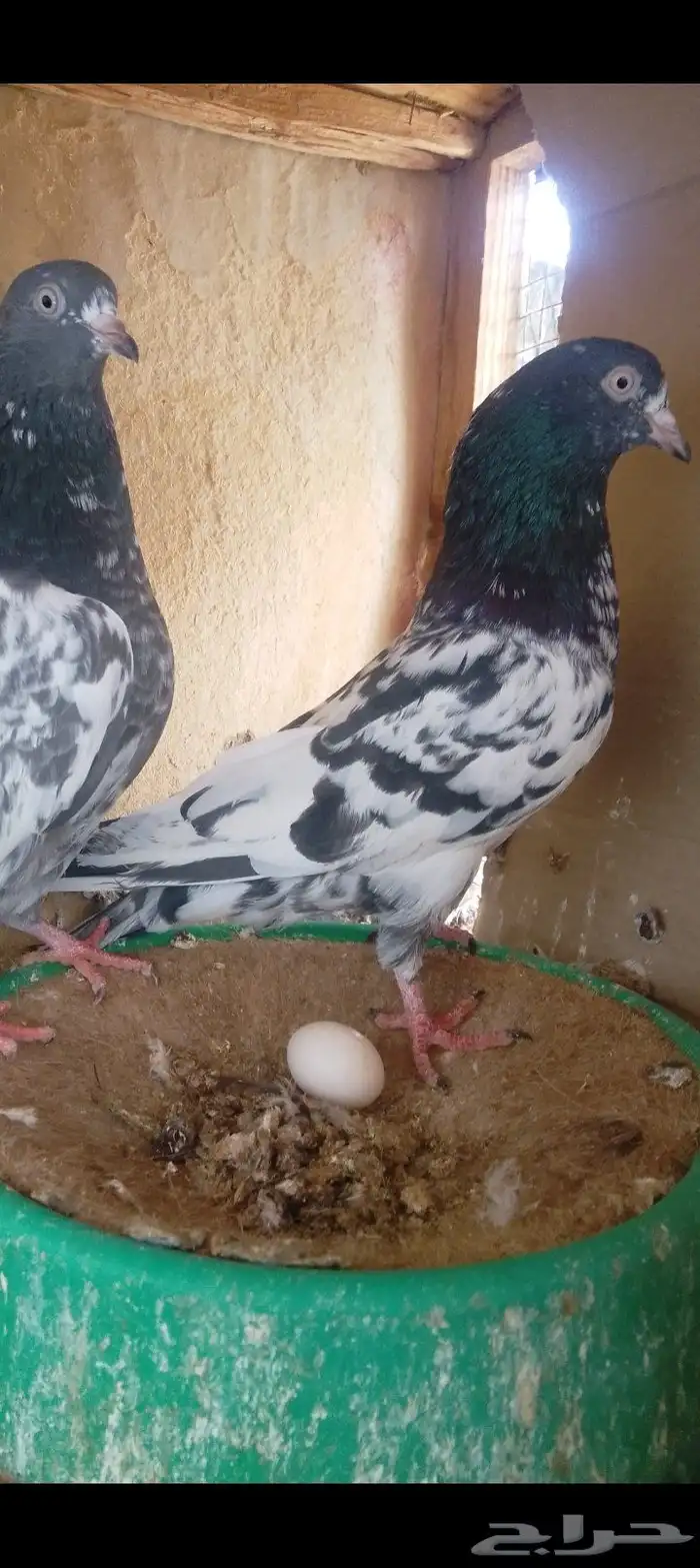 زوج باكستاني 2