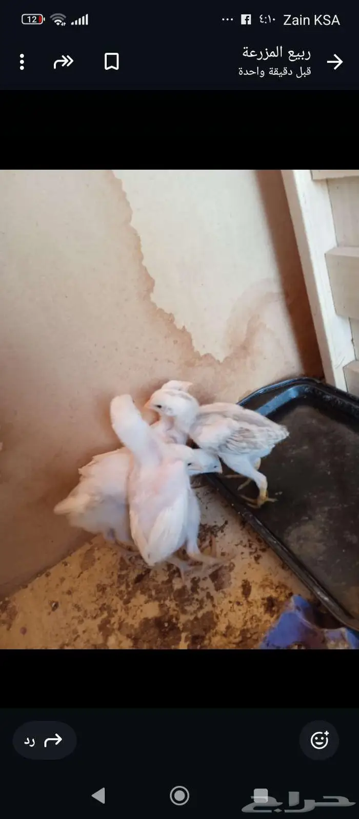 دجاج باكستاني بياض 0