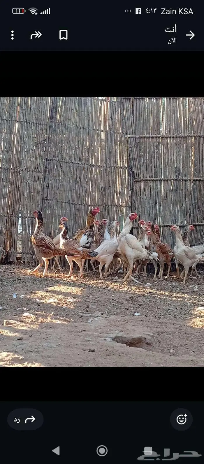 دجاج باكستاني بياض 4