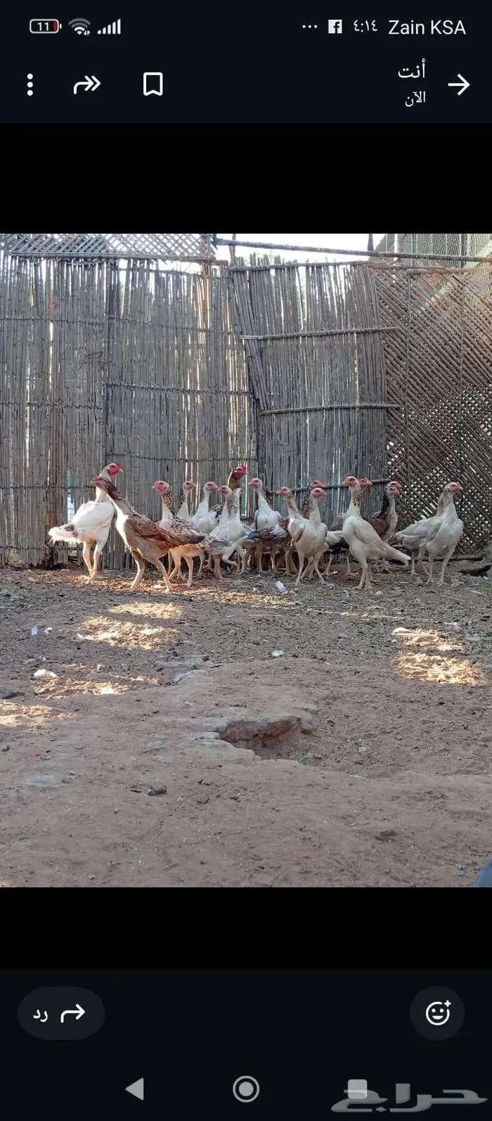 دجاج باكستاني بياض 2