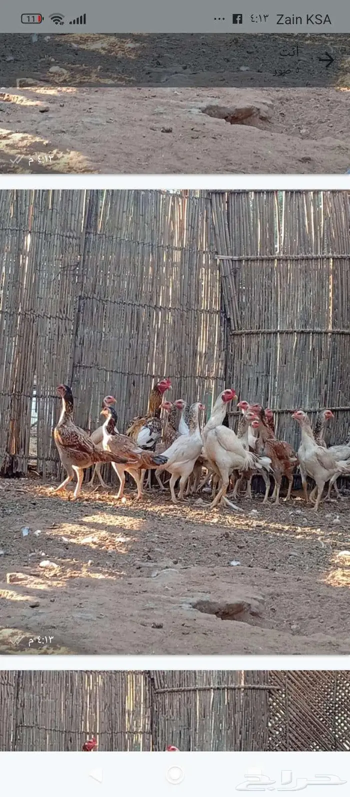 دجاج باكستاني بياض 3